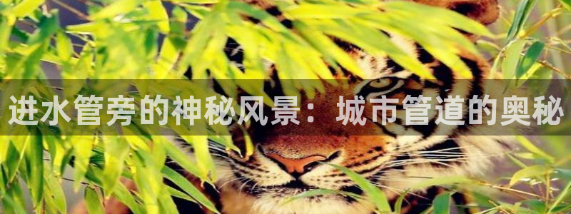 威九国际78mob游戏说明