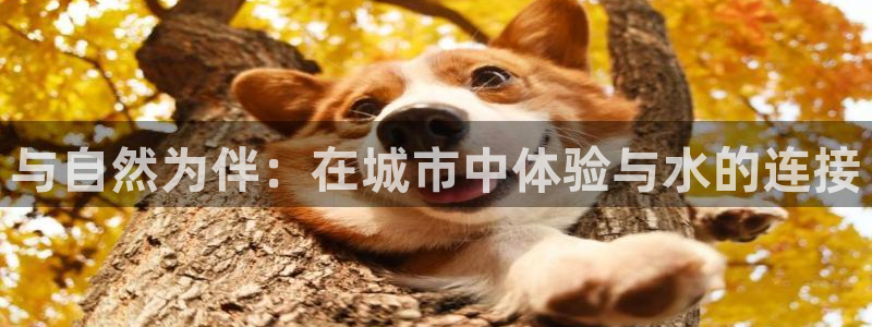 威九国际网站入口官网免费下载