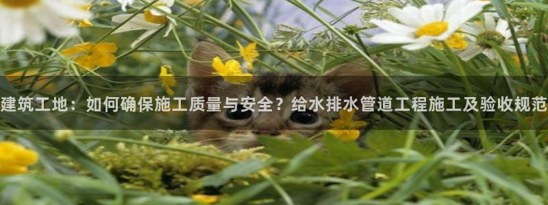 威九国际网站是多少