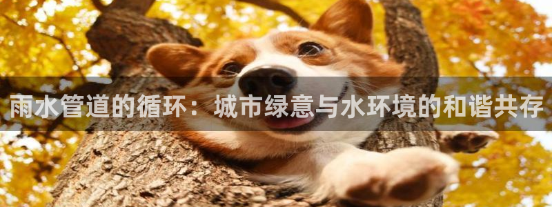 威九国际78m九妹