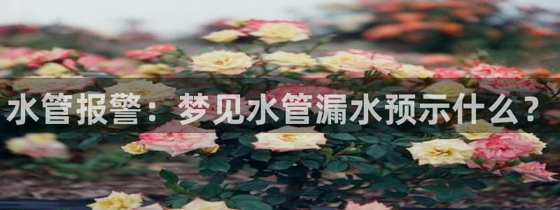 威九国际ppt免费吗